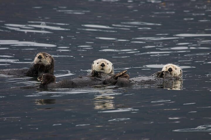 Meares Glacier Cruise from Valdez: Glacier Faces, Whales & Prince William Sound Wildlife photo 6