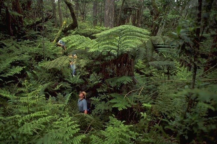 Inside Hakalau: A Full-Day Birding Adventure in Hawaii’s High Forests photo 6