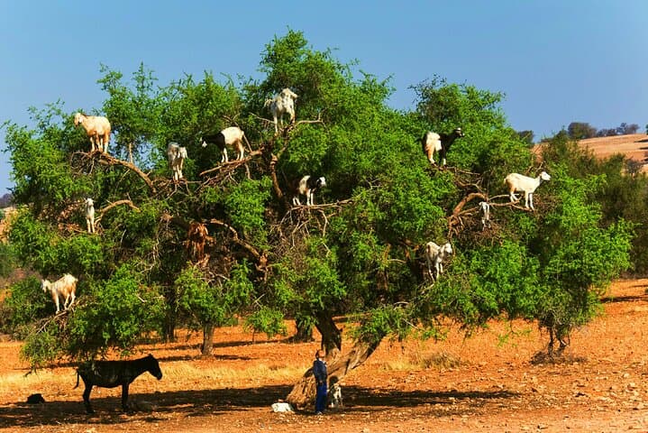 Essaouira Day Trip from Marrakech: Argan Forest, Medina & Atlantic Harbor photo 4