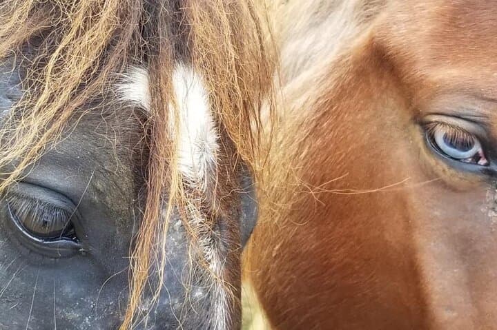 Horseback Riding on Playa La Barbacoa — Samana Peninsula Beach Ride from Las Terrenas photo 3