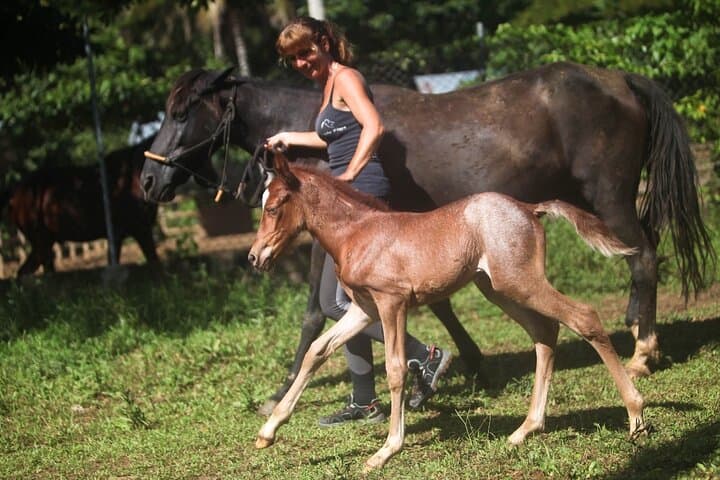 Horseback Riding on Playa La Barbacoa — Samana Peninsula Beach Ride from Las Terrenas photo 4