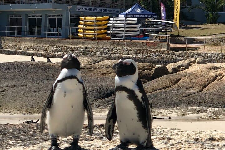 Meet the Penguins at Boulders Beach: Simon's Town Penguin Walk photo 3