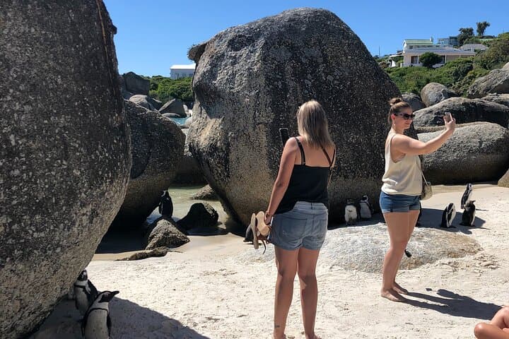 Meet the Penguins at Boulders Beach: Simon's Town Penguin Walk photo 4