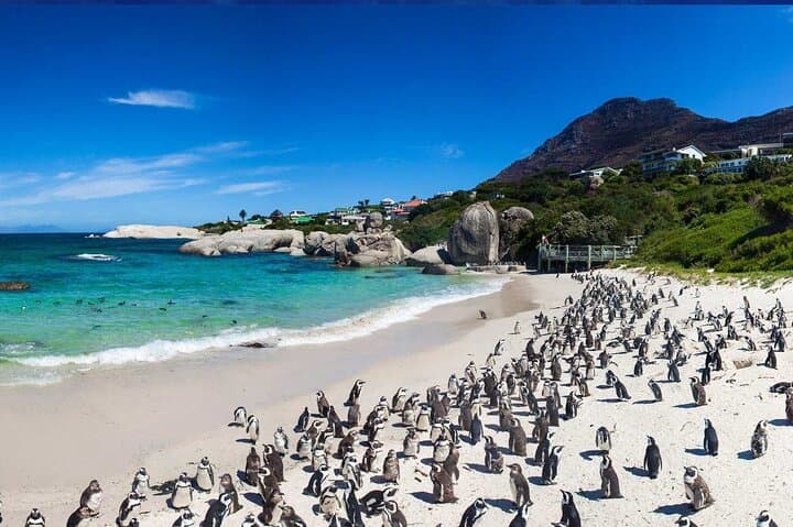 Meet the Penguins at Boulders Beach: Simon's Town Penguin Walk photo 2
