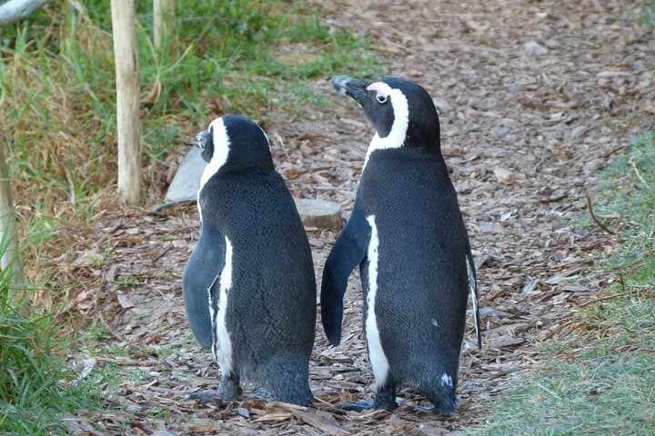 Meet the Penguins at Boulders Beach: Simon's Town Penguin Walk
