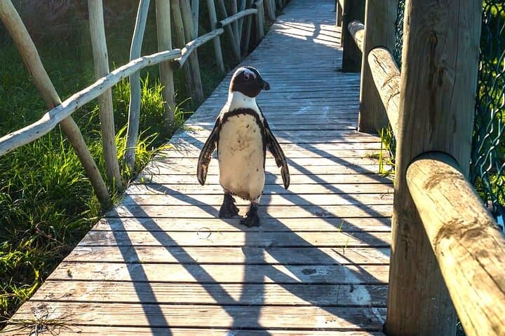 Meet the Penguins at Boulders Beach: Simon's Town Penguin Walk photo 5