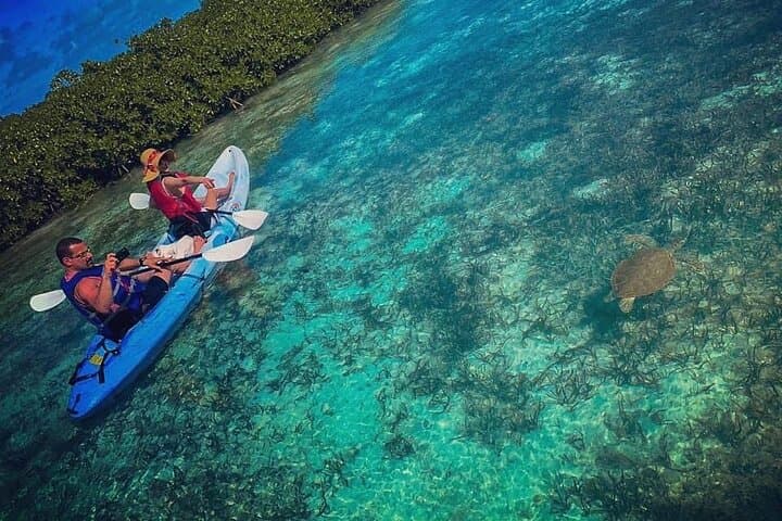 Kayak and Snorkel Mangrove & Iguana Tour in Providenciales