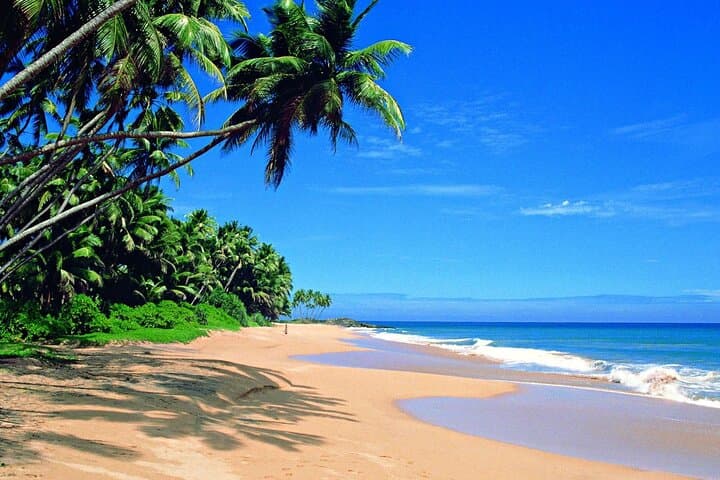 Sri Lanka Classic: 8-Day Cultural & Wildlife Journey from Negombo