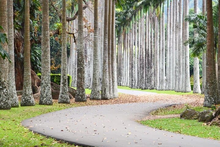 Sri Lanka Classic: 8-Day Cultural & Wildlife Journey from Negombo photo 5