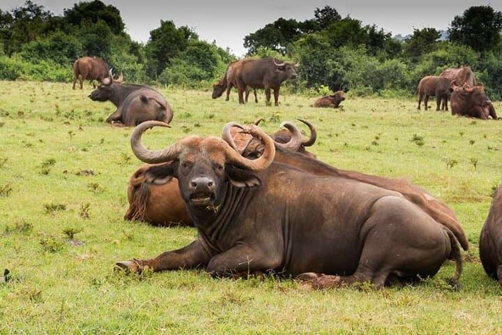 Lake Nakuru Day Trip: Flamingos, Rhinos & Rift Valley Views photo 2