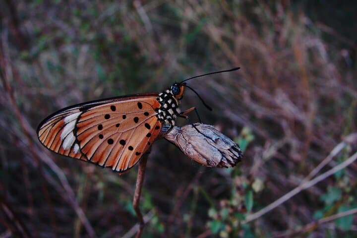 Full-Day Kruger Game Drives from Marloth Park — Big Five Safari & Birding photo 5