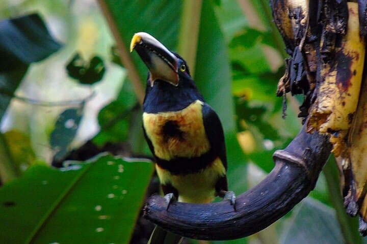 Mindo Cloud Forest and Intiñan Equator Tour — Birding, Chocolate & Mitad del Mundo from Quito photo 5