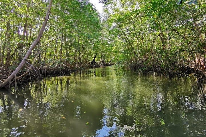 La Cruz Mangrove & Village Tour — Monkeys, Beaches and Local Life