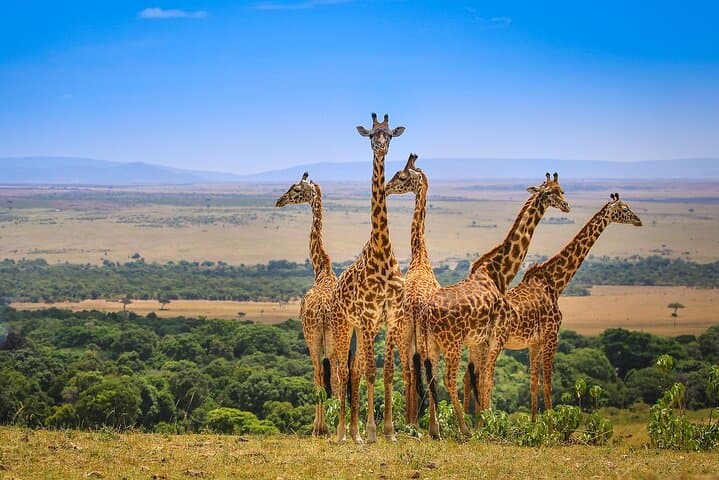 3-Day Maasai Mara Safari from Nairobi — Big Five Game Drives & Giraffe Manor Night photo 2