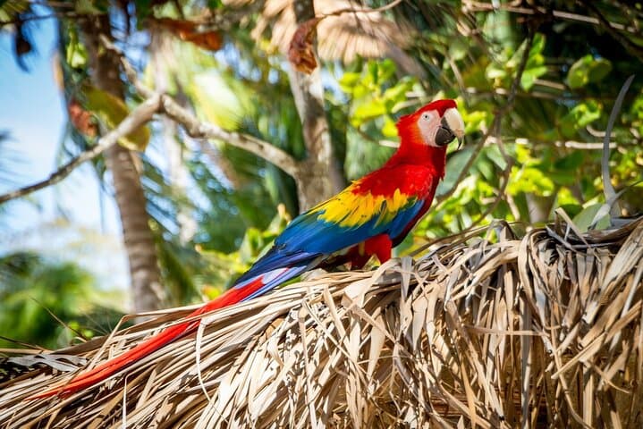 Tortuga Island Day Trip: Snorkel, White Sand Beaches & Coral Restoration photo 4