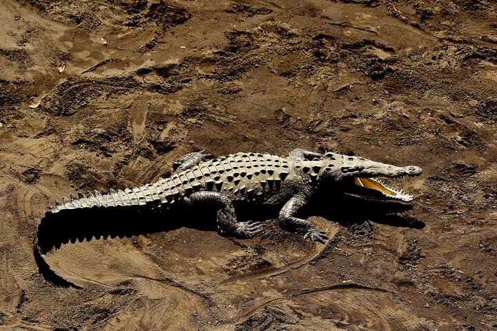 Tarcoles Crocodile Safari & Carara National Park Day Trip from Puntarenas photo 5
