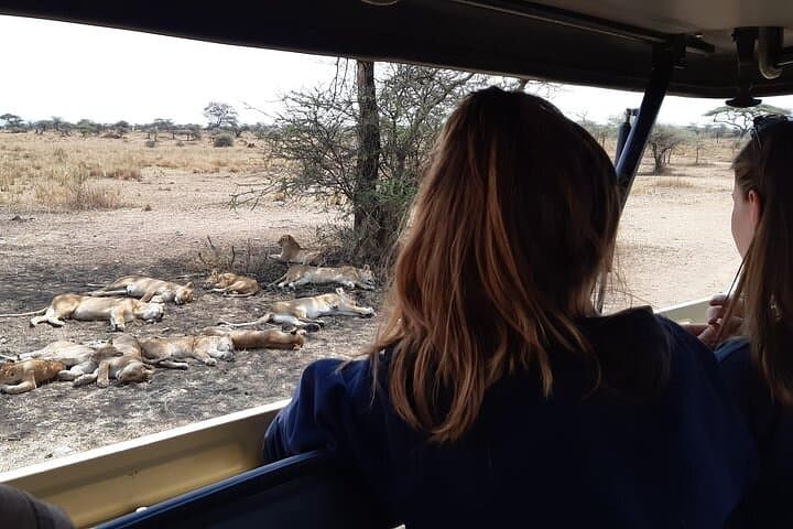 Ngorongoro Crater Safari & Mandara Hut Day Hike — 2-Day Midrange Lodge Adventure photo 4