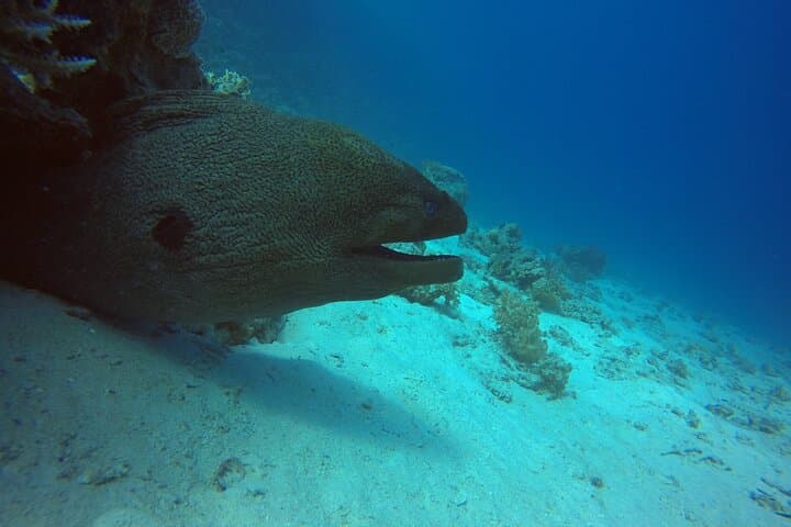 Discover Scuba Diving in Hurghada: Introductory Red Sea Dives for Beginners photo 4
