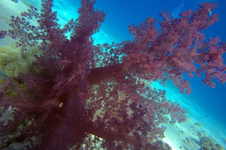 Discover Scuba Diving in Hurghada: Introductory Red Sea Dives for Beginners photo 6