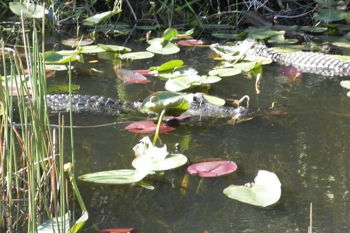 Everglades Airboat Adventure from Fort Lauderdale — 1-Hour Ride & Hotel Pickup photo 2