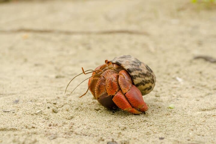 Private Isla Contoy Day Trip from Cancun: Snorkel, Birding & Beach Lunch photo 3