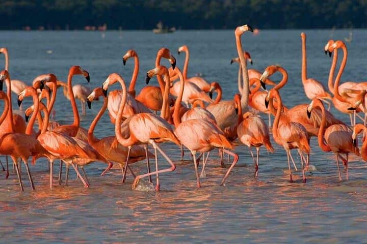 Celestún Flamingo Tour from Mérida: Ría Celestún Biosphere Reserve Day Trip