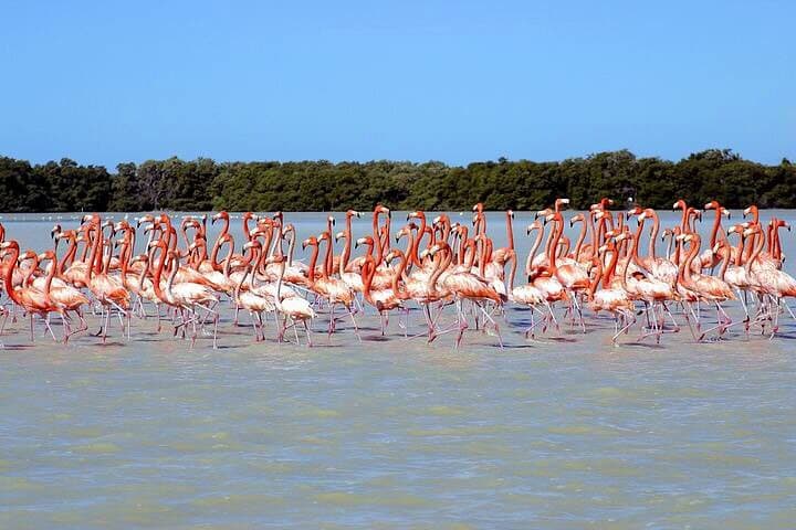 Celestún Flamingo Tour from Mérida: Ría Celestún Biosphere Reserve Day Trip photo 5