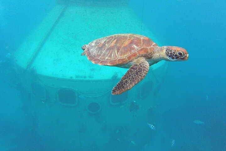 Guam Dolphin Cruise and Piti Bay Snorkel with Lunch photo 2