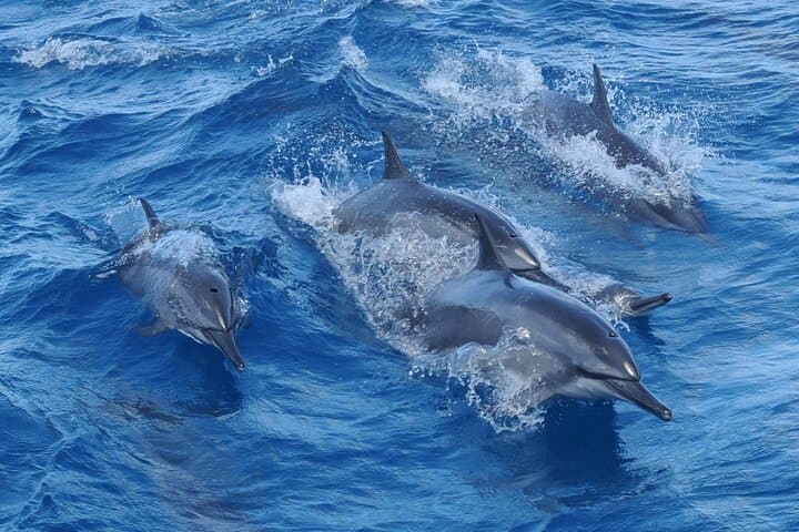 Guam Dolphin Cruise and Piti Bay Snorkel with Lunch photo 5
