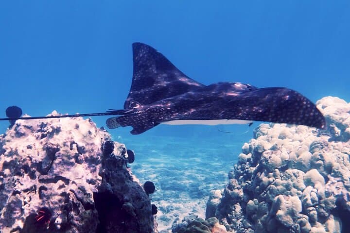 Kapalua Bay Sea Scooter Snorkel Tour — Private Guided Eco Tour in Maui photo 2