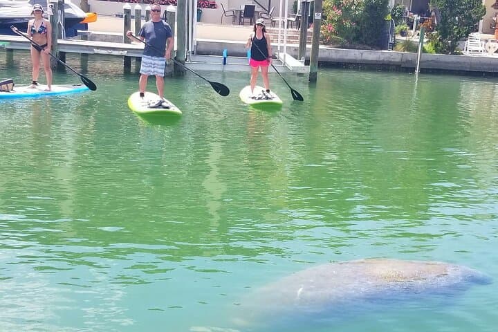 Siesta Key Mangrove Kayak Tour to a Secret Beach photo 5