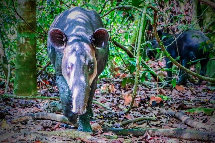 Corcovado Sirena Station Day Tour from Drake Bay — Boat Ride & Rainforest Hike
