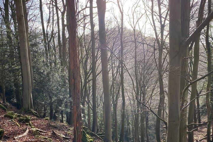King Arthur's Wye Valley Walk: Symonds Yat Guided Hike photo 3