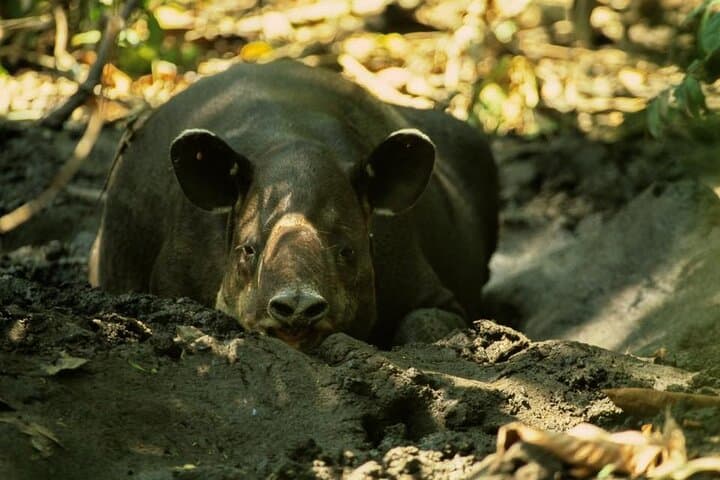 Day Trip to Sirena Station — Corcovado National Park from Drake Bay photo 2