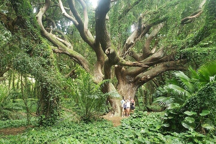 Private Road to Hana Full-Day Tour — Waterfalls, Black Sand Beaches & Local Stops photo 6
