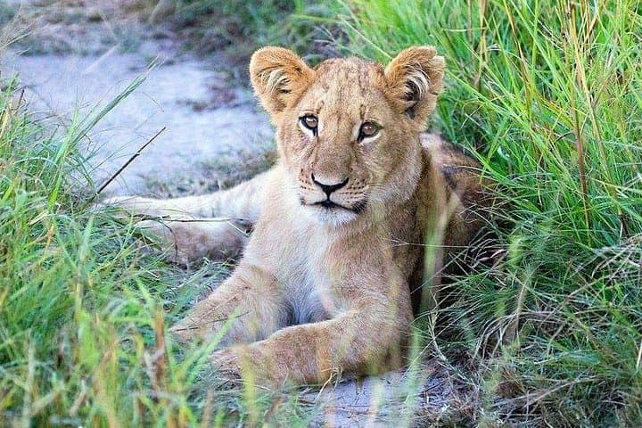 6-Day Wildebeest Migration Safari: Serengeti, Ngorongoro & Tarangire Expedition