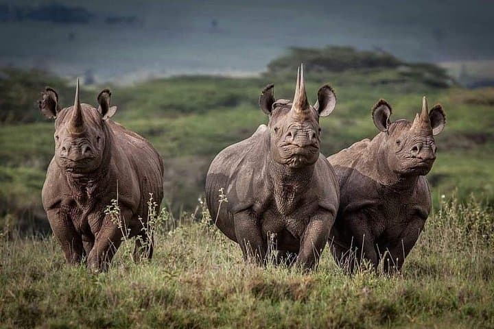 6-Day Wildebeest Migration Safari: Serengeti, Ngorongoro & Tarangire Expedition photo 3
