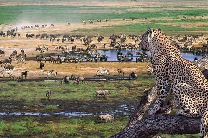 6-Day Wildebeest Migration Safari: Serengeti, Ngorongoro & Tarangire Expedition photo 4