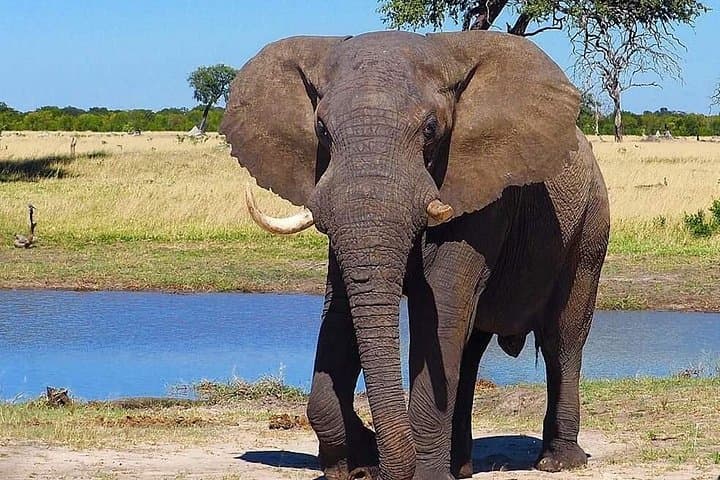 5-Day Wildebeest Calving Safari: Tarangire, Serengeti & Ngorongoro photo 1