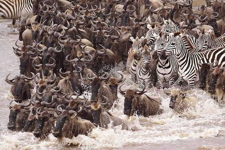 5-Day Wildebeest Calving Safari: Tarangire, Serengeti & Ngorongoro photo 4