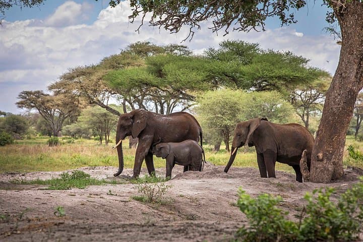 9-Day Wildebeest Migration Safari: Budget-Friendly Serengeti, Ngorongoro & Tarangire photo 3