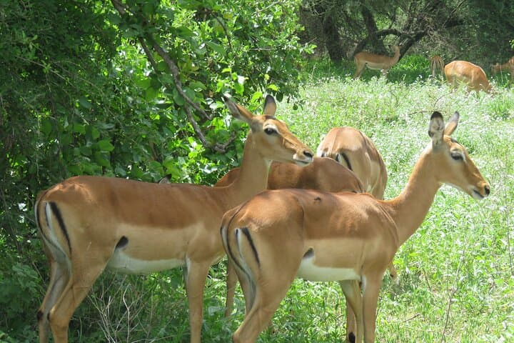 Budget 5-Day Tanzania Camping Safari: Tarangire, Serengeti & Ngorongoro photo 4