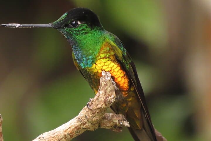 Birding Chicaque Cloud Forest: Hummingbirds & Andean Wildlife Near Bogotá photo 1