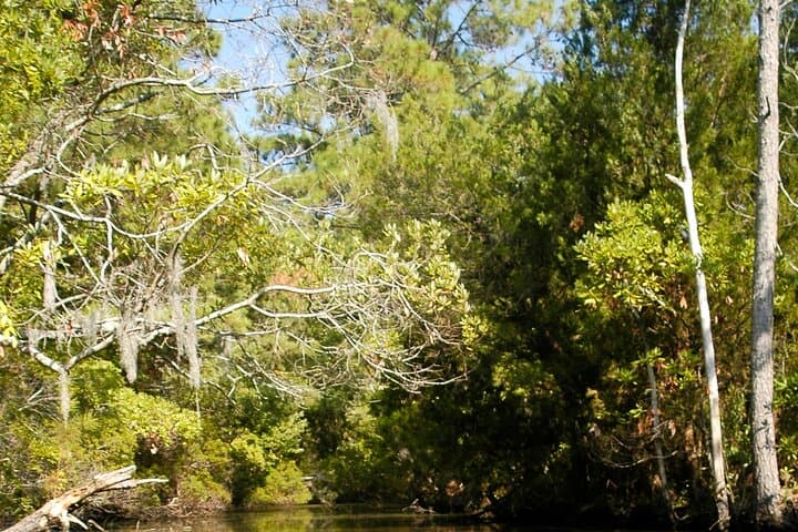 Kayak Rental on the Outer Banks — Paddle Kitty Hawk Woods Coastal Preserve photo 2