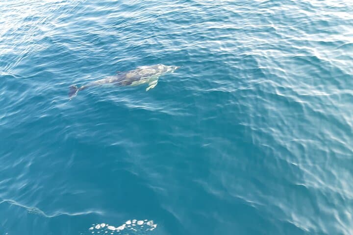 Marbella Sunset Boat Tour: Champagne Cruise and Dolphin Watch photo 5