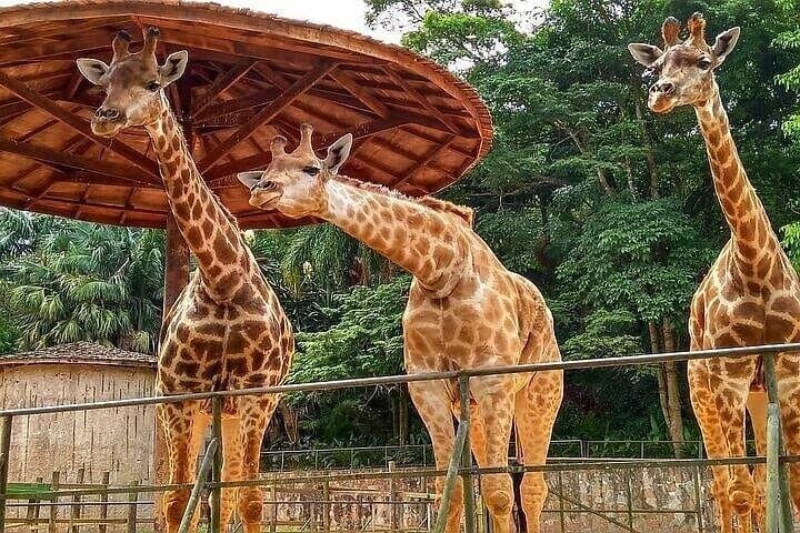 Full-Day São Paulo Family Tour: Top Kids’ Attractions with a Private Guide photo 3