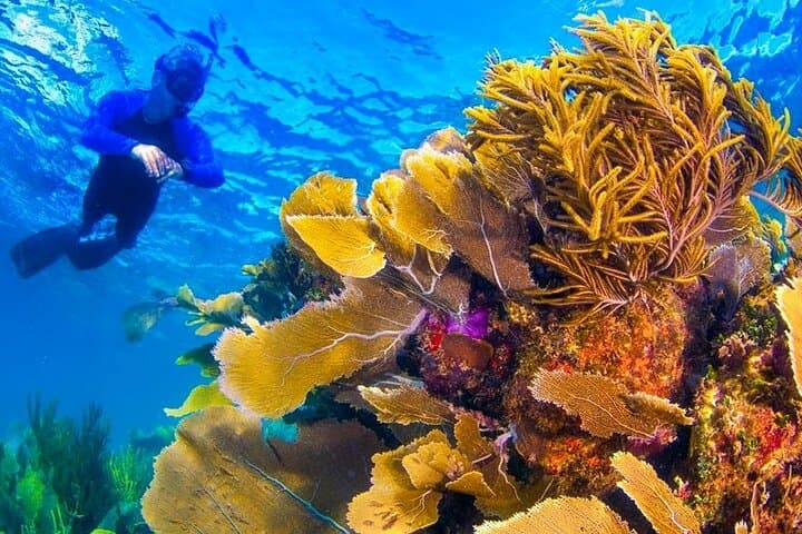 Nizuc Reef Snorkel Experience — Nichupté Lagoon Ride & MUSA Underwater Museum photo 2