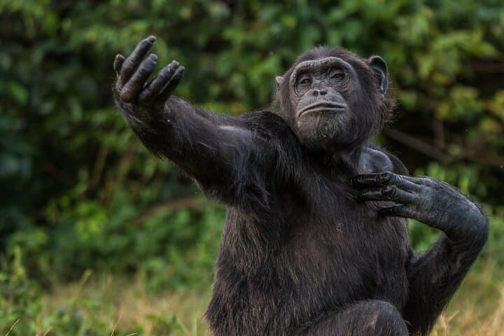 8-Day Uganda Safari: Chimpanzee Tracking, Murchison Falls & Kazinga Channel Wildlife Viewing photo 5