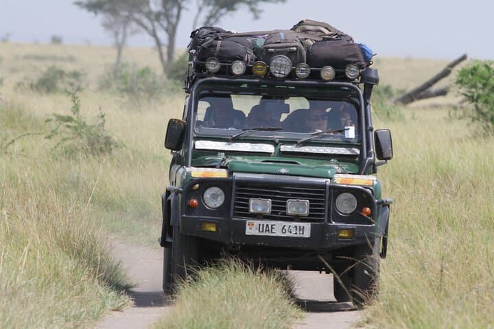 8-Day Uganda Safari: Chimpanzee Tracking, Murchison Falls & Kazinga Channel Wildlife Viewing photo 6