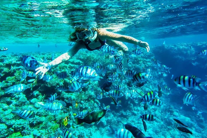 Full-Day Cozumel Reef Snorkeling from Cancun — Dzul-Ha, Casa Blanca & Dalila photo 1